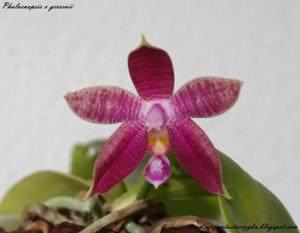 Phalaenopsis gersenii