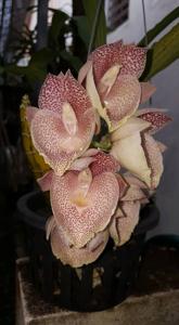 Catasetum Jamie Lawson XOXO