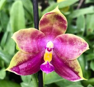 Phalaenopsis Miki Fly Eagle Empire