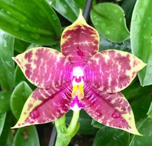 Phalaenopsis Miki Fly Eagle Empire