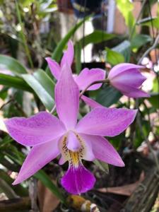 Laeliocatarthron Amethyst Snowflake