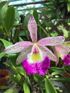 Brassocattleya Glorious May