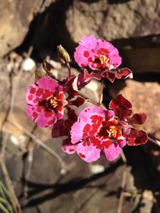 Tolumnia Capalaba Queen