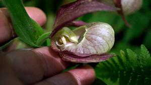<i>Cypripedium</i> Hans Erni
