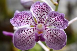 Vanda Profusion