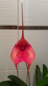 Masdevallia Blazing Wing