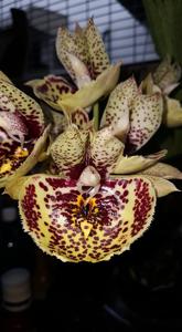 Catasetum Susan Fuchs