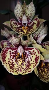 Catasetum Susan Fuchs