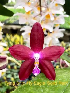 Phalaenopsis Tying Shin Fly Eagle