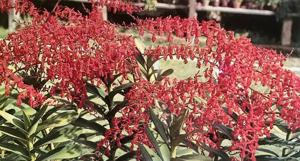 Renanthera Red Delight