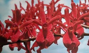 Renanopsis Cape Sable