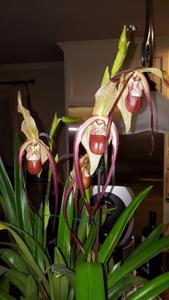 Phragmipedium Grande