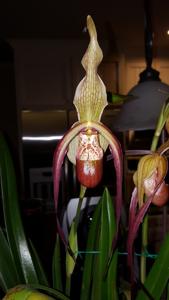 Phragmipedium Grande