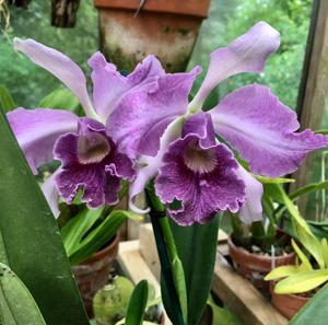 Cattleya Canhamiana