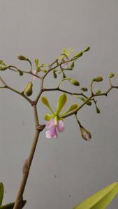 Epicyclia Mabel Kanda