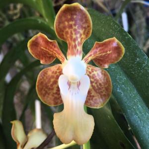 Vanda Densig