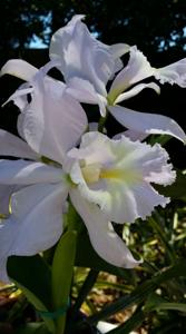 Rhyncholaeliocattleya Sea Breeze