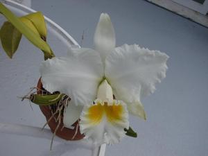 Cattleya Mary Lynn McKenzie