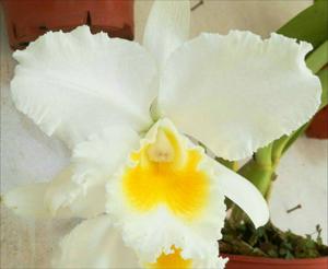 Cattleya Everest