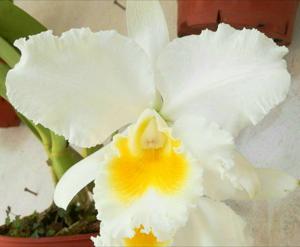 Cattleya Everest