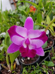 Cattleya Janet