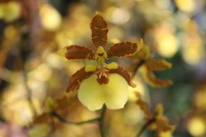 Oncidium Tropic Breeze