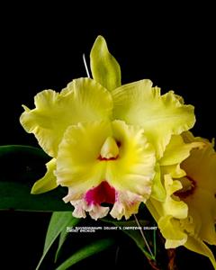 Rhyncholaeliocattleya Double Delight