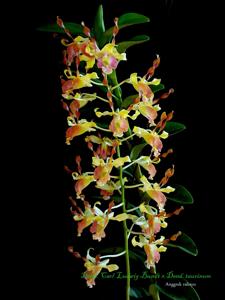 Dendrobium Carl Ludwig Bundt-taurinum