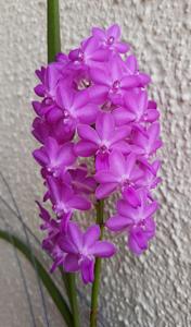 Rhynchodenia Magic Wand