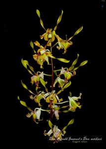 Dendrobium Ronald Imanuel-sutiknoi