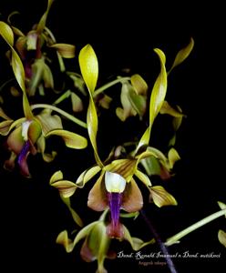 Dendrobium Ronald Imanuel-sutiknoi