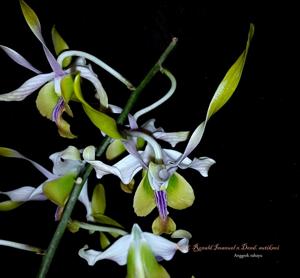 Dendrobium Ronald Imanuel-sutiknoi