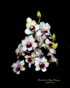 Dendrobium Rasa Sayang