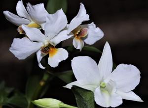 Dendrobium atroviolaceum-infundibulum