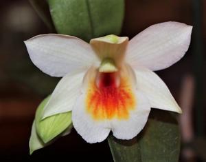 Dendrobium Christy Dawn