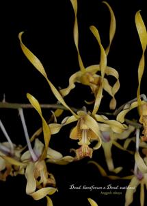 Dendrobium Graceful Antlers