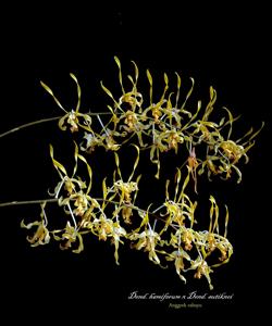 Dendrobium Graceful Antlers