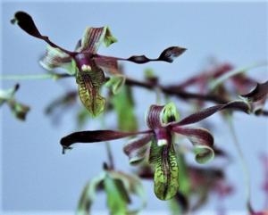 Dendrobium Jairak Twist