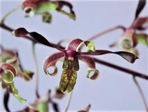 Dendrobium Jairak Twist