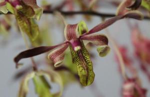 Dendrobium Jairak Twist