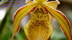 Phragmipedium Sorcerer's Apprentice