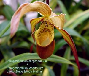 Phragmipedium Sorcerer's Apprentice