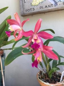 Guaricatophila Liana Graf