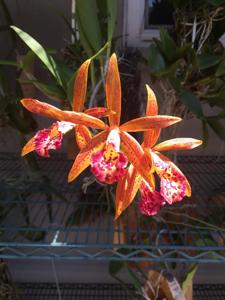 Brassocattleya Rustic Spots