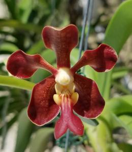 Vanda Motes Mahogany