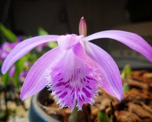 Pleione barbarae