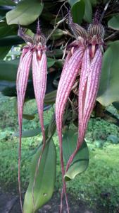 Bulbophyllum Fascination