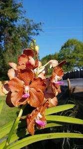 Vanda Butterfly-tessellata