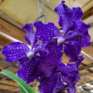 Vanda Violeta