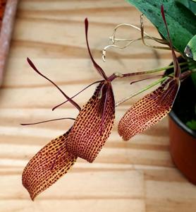 Restrepia Houlisse